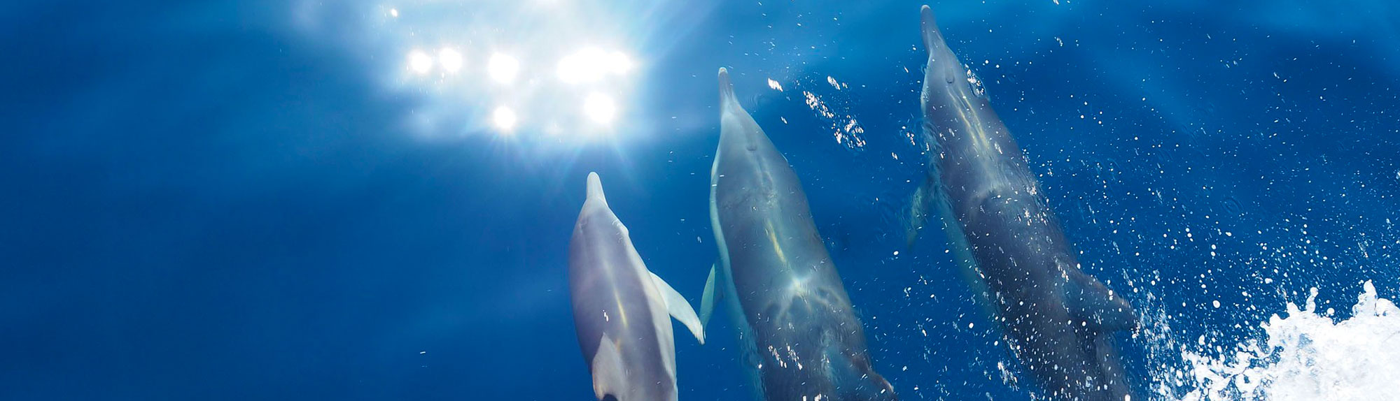 enviromental experts for Greek seas